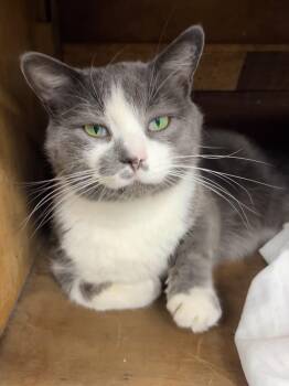 Mittens -  Domestic Short Hair Cat for Adoption in Grand Rapids, Michigan - Mittens | PetCurious