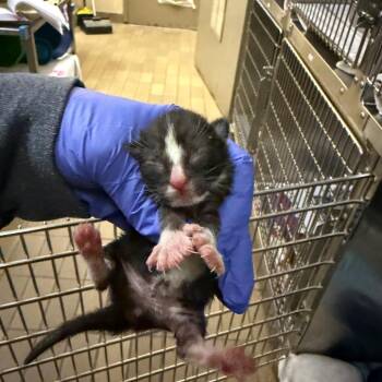 Ajax -  Domestic Short Hair Cat Available for Adoption in Birmingham, Alabama - Ajax | PetCurious
