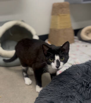 Rescue Domestic Short Hair Cats for Adoption in West Chester, Pennsylvania - Scooner | PetCurious