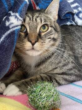 Rescue Domestic Short Hair Cats for Adoption in Irondequoit, New York - Travis | PetCurious