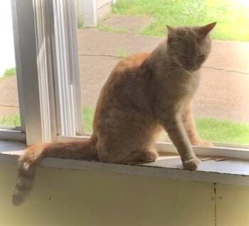 Johnny -  Domestic Short Hair Cat for Adoption in Chalfont, Pennsylvania - Johnny | PetCurious
