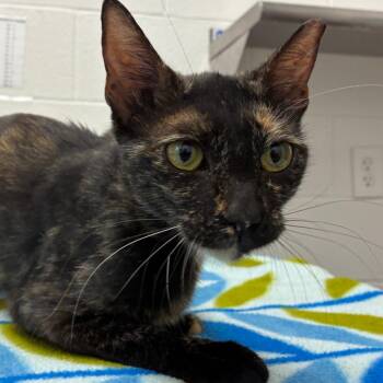 Cali -  Domestic Short Hair Cat for Adoption in Corpus Christi, Texas - Cali | PetCurious