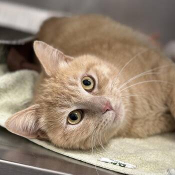 Cauldron -  Domestic Short Hair Cat Available for Adoption in Matteson, Illinois - Cauldron | PetCurious