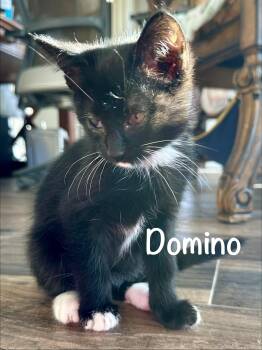 Domestic Short Hair Cats Available for Adoption in Houston, Texas - Domino | PetCurious