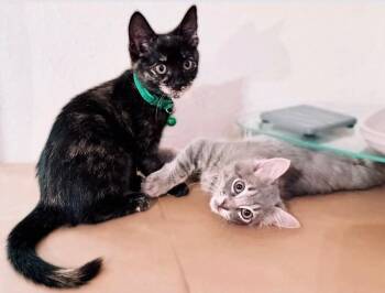 Marshmallow / Inka -  Domestic Medium Hair Cat for Adoption in Cleveland, Texas - Marshmallow / Inka | PetCurious