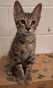 ODIN -  Domestic Short Hair Cat for Adoption in St. Cloud, Florida - ODIN | PetCurious