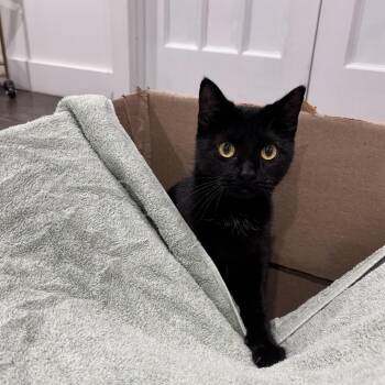 Plum -  Domestic Short Hair Cat for Adoption - Plum | PetCurious