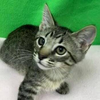 Pee Wee--Adoptable with Bonded Companion, Mini -  Tabby Cat for Adoption in Green Valley, Arizona - Pee Wee--Adoptable With Bonded Companion, Mini | PetCurious