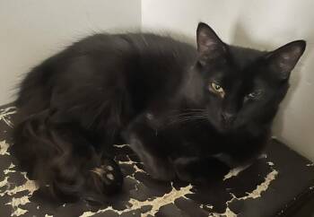 Domestic Medium Hair Cats Available for Adoption in Fairmont, West Virginia - Schroeder | PetCurious
