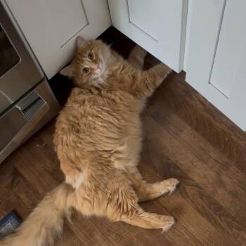 Rescue Domestic Long Hair Cats for Adoption in Evanston, Illinois - Geronimo | PetCurious