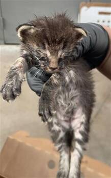 MERCURY -  Domestic Short Hair Cat for Adoption in Dallas, Texas - MERCURY | PetCurious
