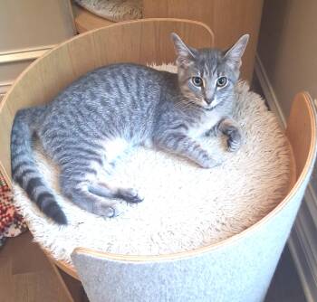 Marigold -  Tabby Cat for Adoption in Lewis Center, Ohio - Marigold | PetCurious