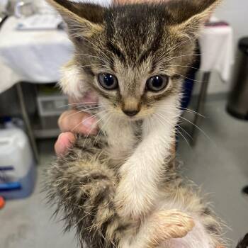 Kai -  Domestic Short Hair Cat for Adoption in Spruce Pine, North Carolina - Kai | PetCurious