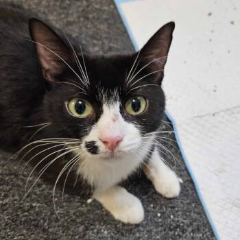 Rescue Domestic Short Hair Cats for Adoption in Plainfield, Illinois - Cindy Clawford | PetCurious