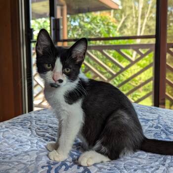 Rescue Domestic Short Hair Cats for Adoption in Volcano, Hawaii - Nori | PetCurious