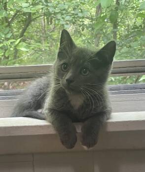 Greyson -  Domestic Short Hair Cat for Adoption in Troy, New York - Greyson | PetCurious