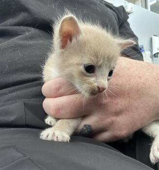 Rescue Domestic Short Hair Cats for Adoption in Dallas, Texas - TAFFY | PetCurious