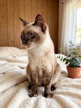 BELLA THE KITTY -  Siamese and Tortoiseshell Cat for Adoption in Franklin, Tennessee - BELLA THE KITTY | PetCurious