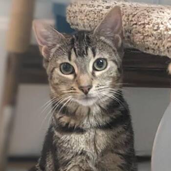Rescue Tabby Cats for Adoption in Shippenville, Pennsylvania - Pugsley Addams | PetCurious