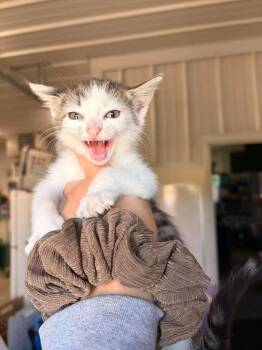 Prism -  Domestic Short Hair Cat for Adoption in Greensburg, Indiana - Prism | PetCurious