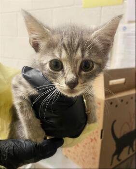 Leopard -  Domestic Short Hair Cat for Adoption in Nashville, Tennessee - Leopard | PetCurious