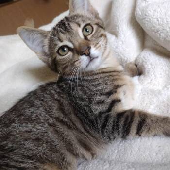 Lady Jane -  Domestic Short Hair Cat for Adoption in Roanoke, Virginia - Lady Jane | PetCurious