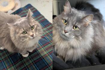 Sissy and Apollo -  Domestic Long Hair Cat for Adoption in Tilton, Illinois - Sissy And Apollo | PetCurious