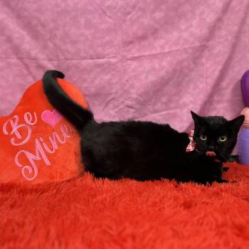 Domestic Short Hair Cats Available for Adoption - Mavis | PetCurious