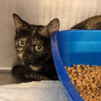 Torchie -  Domestic Short Hair Cat for Adoption in Franklin, North Carolina - Torchie | PetCurious