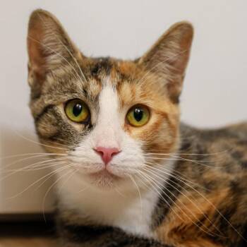 Buttercup -  Domestic Short Hair Cat for Adoption in Long Beach, California - Buttercup | PetCurious