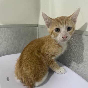 Rob -  Domestic Short Hair Cat for Adoption in Tampa, Florida - Rob | PetCurious