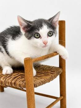 Snickers -  Domestic Short Hair Cat for Adoption in Bowling Green, Kentucky - Snickers | PetCurious