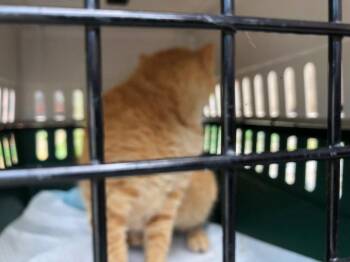 Frenchie -  Domestic Short Hair Cat for Adoption in Cromwell, Kentucky - Frenchie | PetCurious
