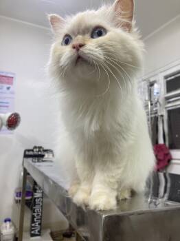 Jasmine - A Sweet, Loving Cat Looking for Her Forever Home. -  Persian Cat for Adoption in Toronto, Ontario - Jasmine - A Sweet, Loving Cat Looking For Her Forever Home. | PetCurious