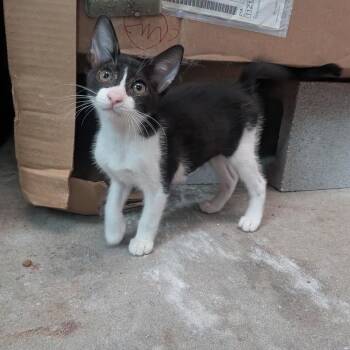 Penicillin "Peni" -  Domestic Short Hair Cat for Adoption in Port Richey, Florida - Penicillin "Peni" | PetCurious