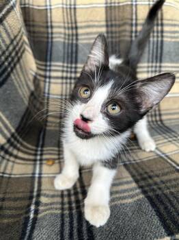 Domestic Short Hair Cats Available for Adoption - Peanut | PetCurious