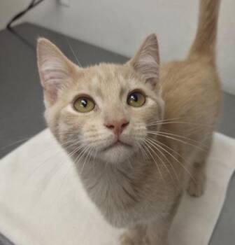 Snickerdoodle -  Domestic Short Hair Cat for Adoption in Eugene, Oregon - Snickerdoodle | PetCurious