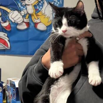 Tuxedo Cats Available for Adoption in Hanson, Massachusetts - Moo | PetCurious