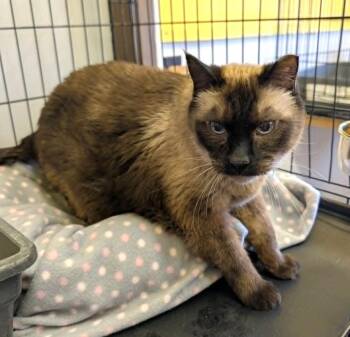 Monkey -  Domestic Short Hair and Siamese Cat for Adoption in Ogden, Utah - Monkey | PetCurious