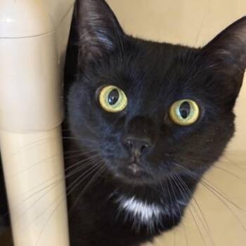 Estelle -  Domestic Short Hair Cat for Adoption in Lansing, Michigan - Estelle | PetCurious