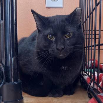Shy Guy-Foster -  Domestic Short Hair Cat Available for Adoption in Walker, Michigan - Shy Guy-Foster | PetCurious