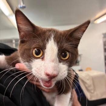 Cantaloupe -  Domestic Short Hair Cat for Adoption in Manhattan, Kansas - Cantaloupe | PetCurious