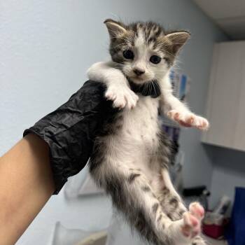 Domestic Short Hair Cats Available for Adoption in Riverside, California - Sundae | PetCurious