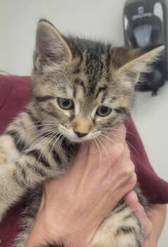 Janice -  Domestic Short Hair Cat for Adoption in New Kensington, Pennsylvania - Janice | PetCurious