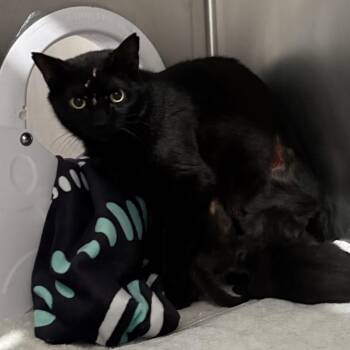 Domestic Short Hair Cats Available for Adoption in Newark, New Jersey - Alice | PetCurious