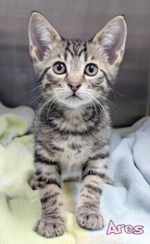 Ares -  Domestic Short Hair Cat for Adoption in Mason, Michigan - Ares | PetCurious