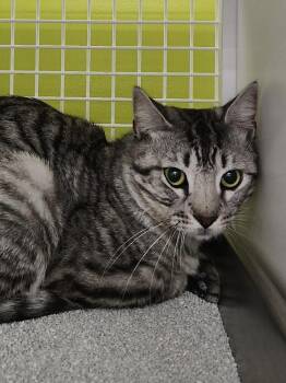 Domestic Short Hair Cats Available for Adoption - Marty 0341 | PetCurious