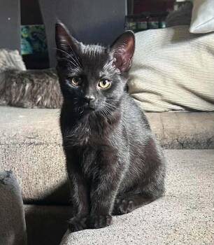 Solar -  Domestic Short Hair Cat for Adoption in Mississauga, Ontario - Solar | PetCurious