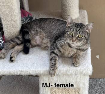 Tabby Cats Available for Adoption - MJ | PetCurious