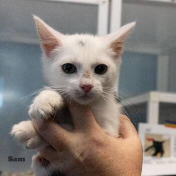 Sam -  Domestic Short Hair Cat for Adoption in Yucaipa, California - Sam | PetCurious